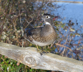 Female Wood Duck