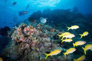 Naklejka na ściany i meble A Diver swims near Healthy and colorful coral and fish on the Great Barrier Reef