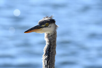 Closeup of a Great Blue Heron