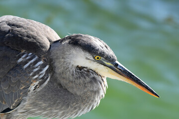 Closeup of a Great Blue Heron