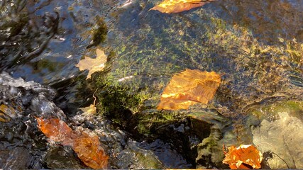 autumn leaves in a stream