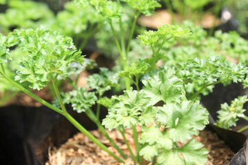 Celery (Apium graveolens) is a marshland plant in the family Apiaceae