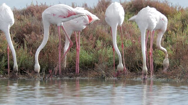 Footage of flamingos looking for food in water