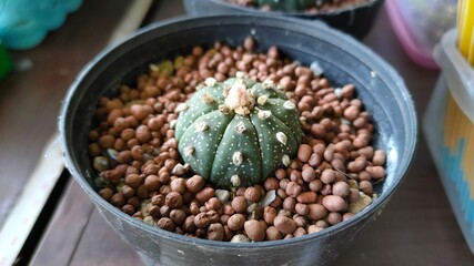cactus in a pot
