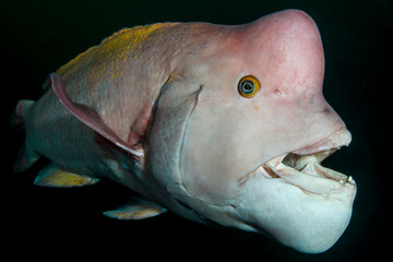 Asian Sheepshead Wrasse Posing Underwater