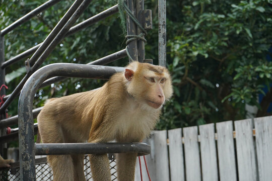 monkey sitting on a truck
