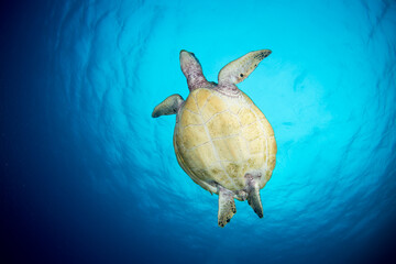 A sea turtle swims to the surface for a breath