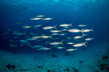 Fototapeta na wymiar A school of Rainbow Runner reef fish