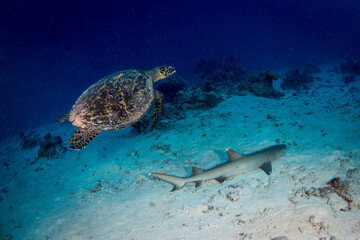A Shark and a Sea turtle swim together on the reef