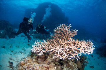 Diver swims with colorful coral and fish on the reef