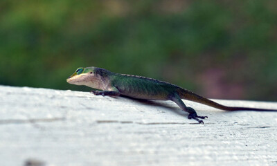 lizard on a fence