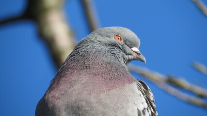 close up of a pigeon