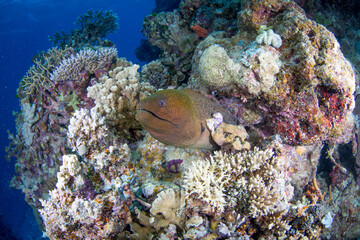Fototapeta na wymiar Diver swims with a Moray Eel on the reef