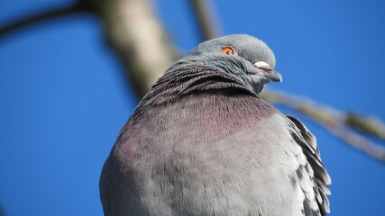 close up of a pigeon