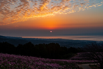 長崎県諫早市　早朝の高原に咲く秋桜　白木峰高原