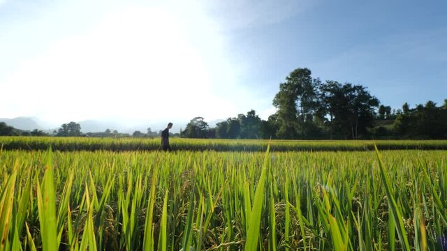 Asian man with a camera to take pictures of rice fields
