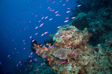 Naklejka na ściany i meble Healthy and colorful coral and fish on the Great Barrier Reef