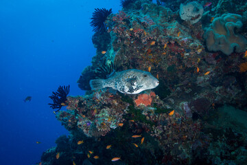 Healthy and colorful coral and fish on the Great Barrier Reef