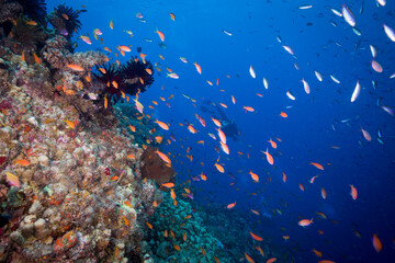 Fototapeta na wymiar Diver swims with colorful coral and fish on the reef