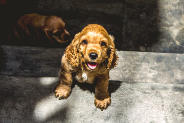 Little cocker spaniel puppies play with each other in the garden on a sunny day