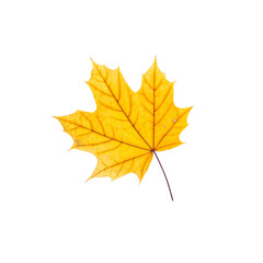 cut out fall leaf. yellow maple leaf isolated on a white background. fall minimal concept. autumn design element