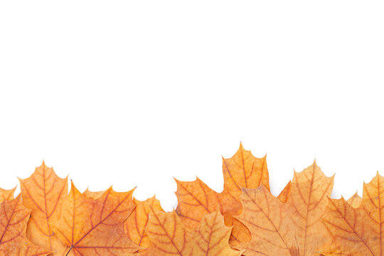 autumn maple leaf frame border isolated on white background. above view. studio shot
