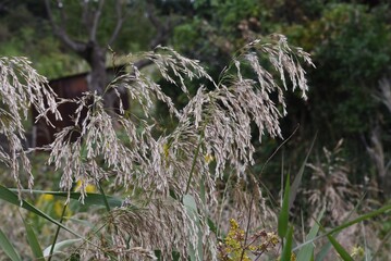 Common reed / Poaceae perennial grass