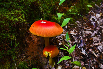 red mushroom in the forest