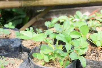 Strawberry in a greenhouse