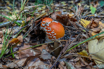 Fly agaric mushroom (Amanita muscaria) on the forest floor