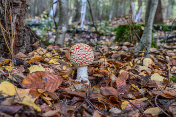 Fly agaric mushroom (Amanita muscaria) on the forest floor