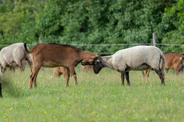 Obraz na płótnie Canvas Sheep and goats in a pasture