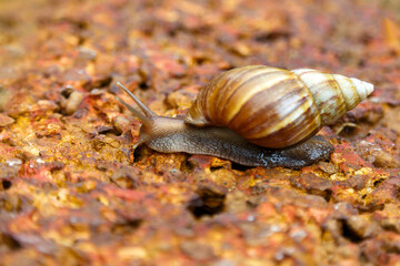 A snail crawling on a red rock