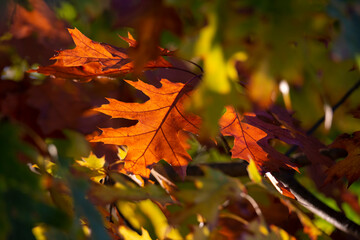 Autumn orange leaf against the sun light. 