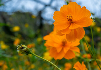 Orange cosmos
