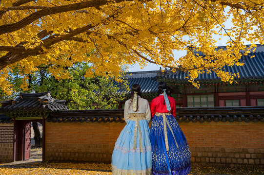 korea girl in hanbok dress walk in gyeongbok gung  palace in ginkgo autumn garden, at Seoul city, South Korea