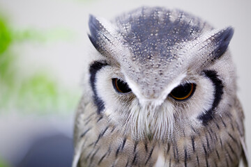A close up of an owl with The eyes