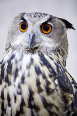 A close up of an owl with The eyes