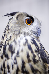 A close up of an owl with The eyes