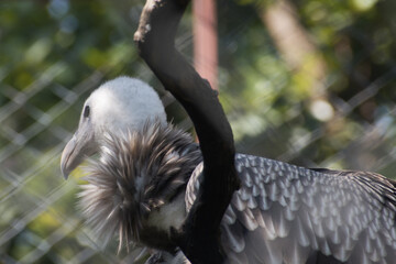 white-headed vulture