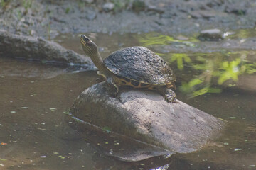 Fototapeta premium turtle in the pond