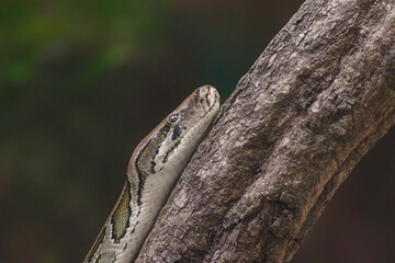 close up of a head of a python snake on a tree