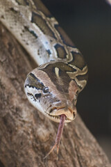 close up of a head of a python snake in the sand