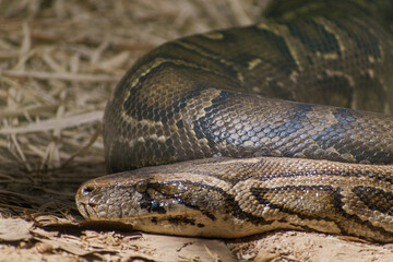 close up of a head of a python snake in the sand