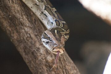 close up of a python