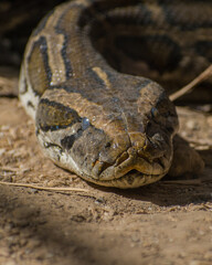 close up of a head of a python snake in the sand