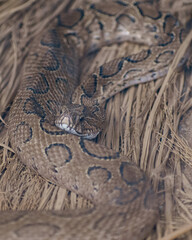 close up of a python