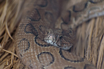 close up of a python