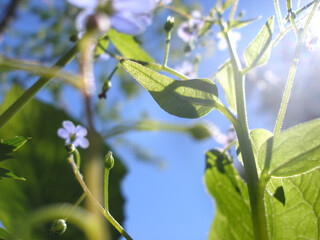Partial Blurred Spring blossom background. Beautiful nature scene with sun flare. Spring or summer flowers. Abstract blurred background. Springtime