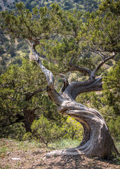 The Crimean Juniper tree with a twisted curved trunk